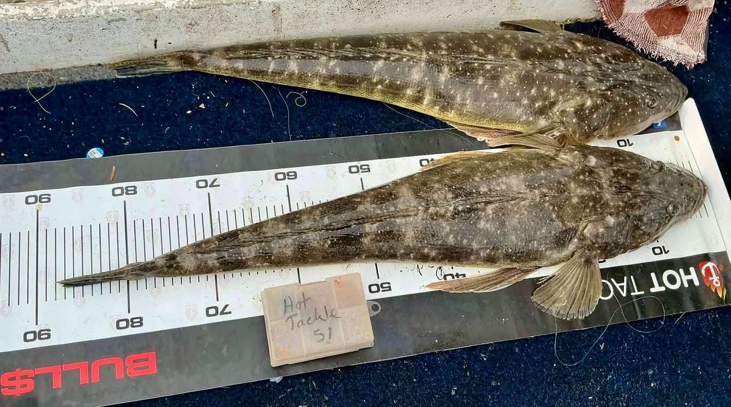 Two dusky flathead laid on a Hot Tackle brag mat in the bottom of a boat