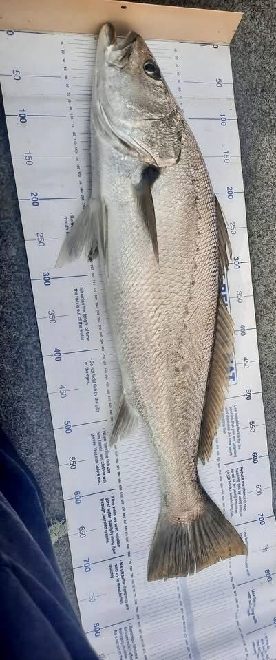 A mulloway measured on a length mat before release