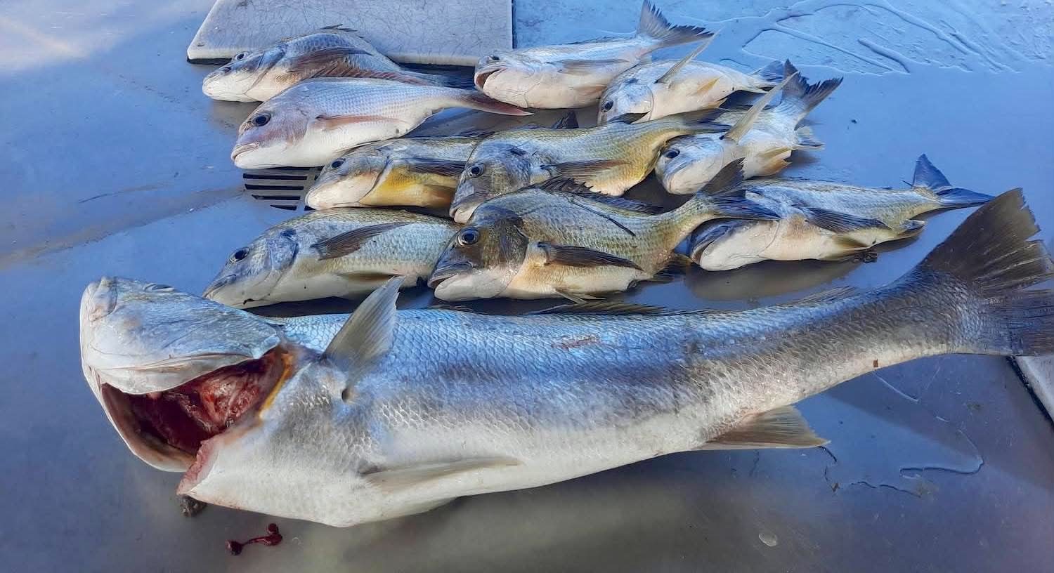 A session catch of bream, snapper and a mulloway laid out on a boat deck