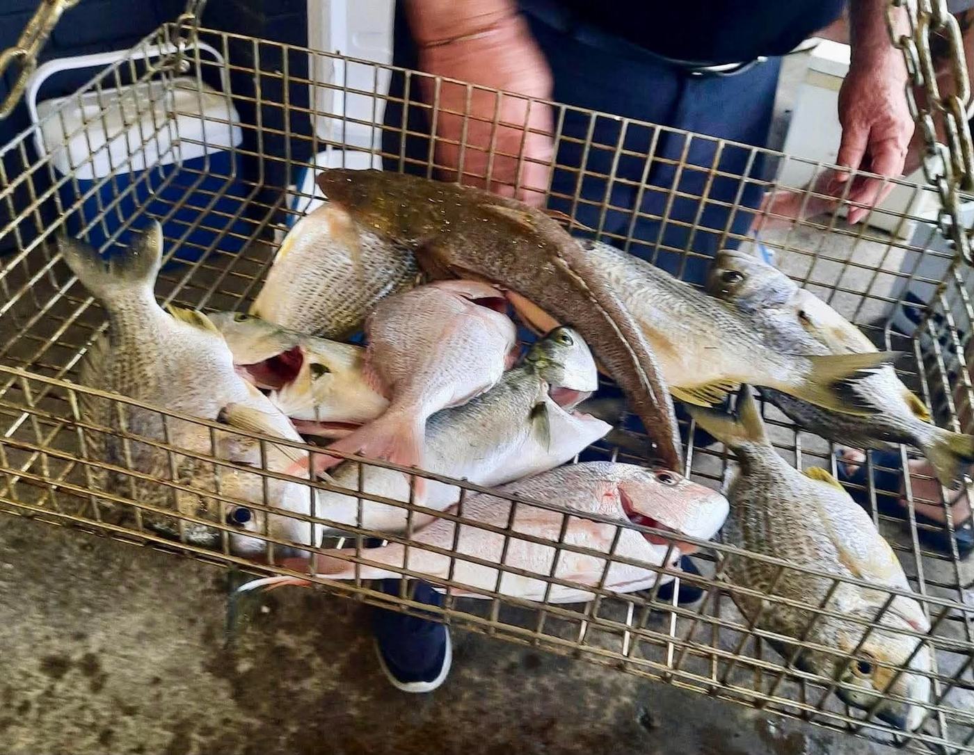 A wire weigh-in basket holding bream, snapper and a flathead